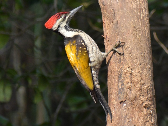 Wings of the Wild - Birds at Katarniaghat Image